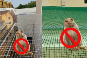 Monkey Protection Nets installation service in Bangalore