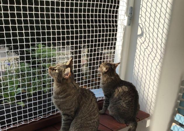 Pet Protection Nets installation service in Bangalore
